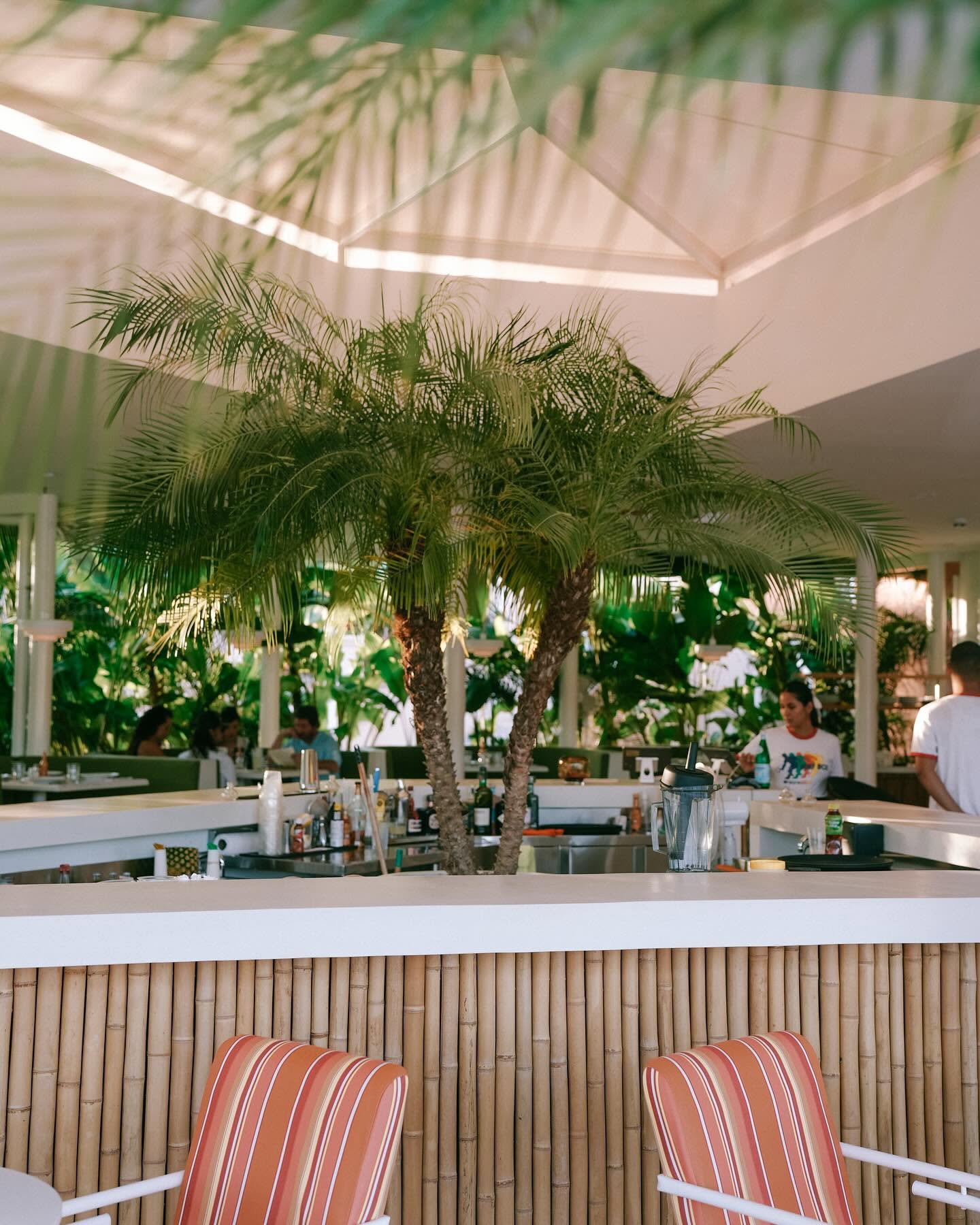 The open-air bar at Surf Box surrounded by palms